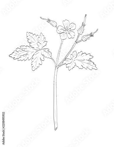 Drawing sketch style illustration of Herb Robert or Geranium robertianum in the geranium family and wild edible plant on isolated background done in black and white line art.