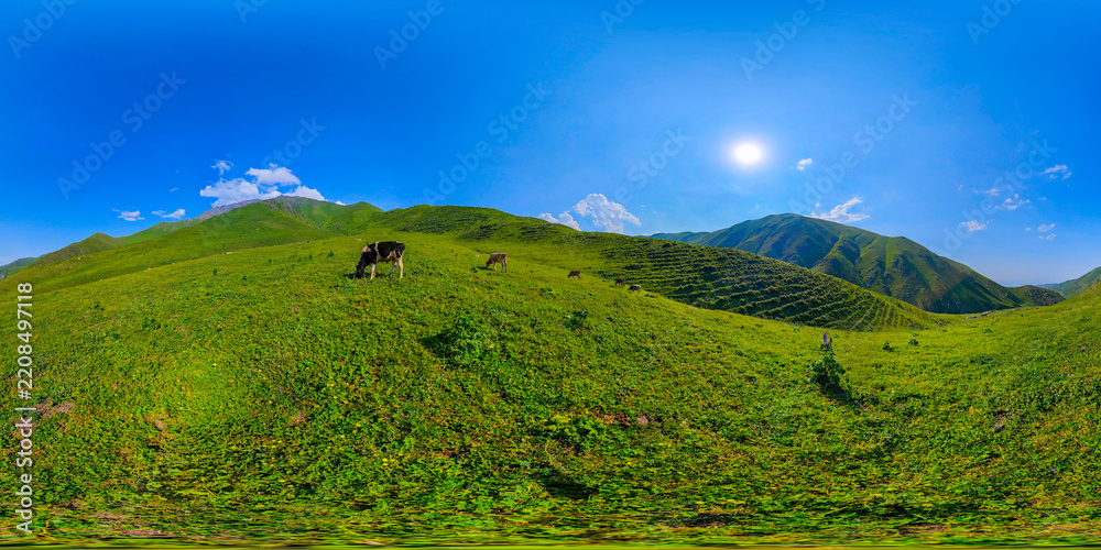 Naklejka premium Panoramic view captures rolling green hills with several cows grazing on grassy slopes. Clear blue sky and mountains in the background enhance the rural landscape.