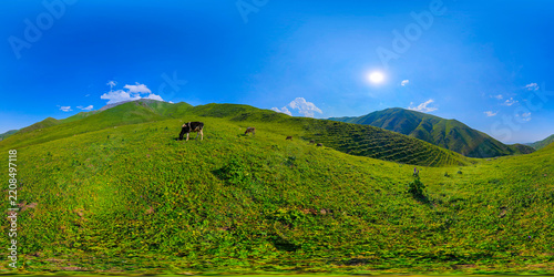 Panoramic view captures rolling green hills with several cows grazing on grassy slopes. Clear blue sky and mountains in the background enhance the rural landscape.