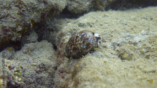 Cowrie crawls along the seabed. Cowry sea snail underwater
