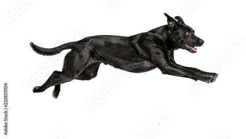 Black Dog Leaping in Mid Air on Transparent Background