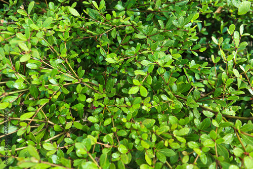 Dense Green Shrub Foliage of madagaskar almond in Natural Sunlight