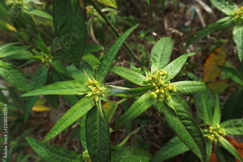 Wild Poinsettia Plant Growing in Natural Environment