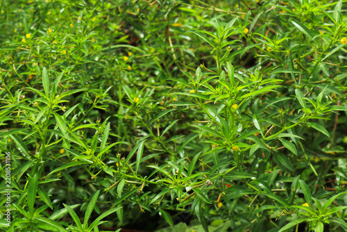 Green Plant with Small Yellow Flowers in Nature