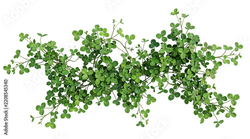 Fresh green clover leaves isolated on transparent background
