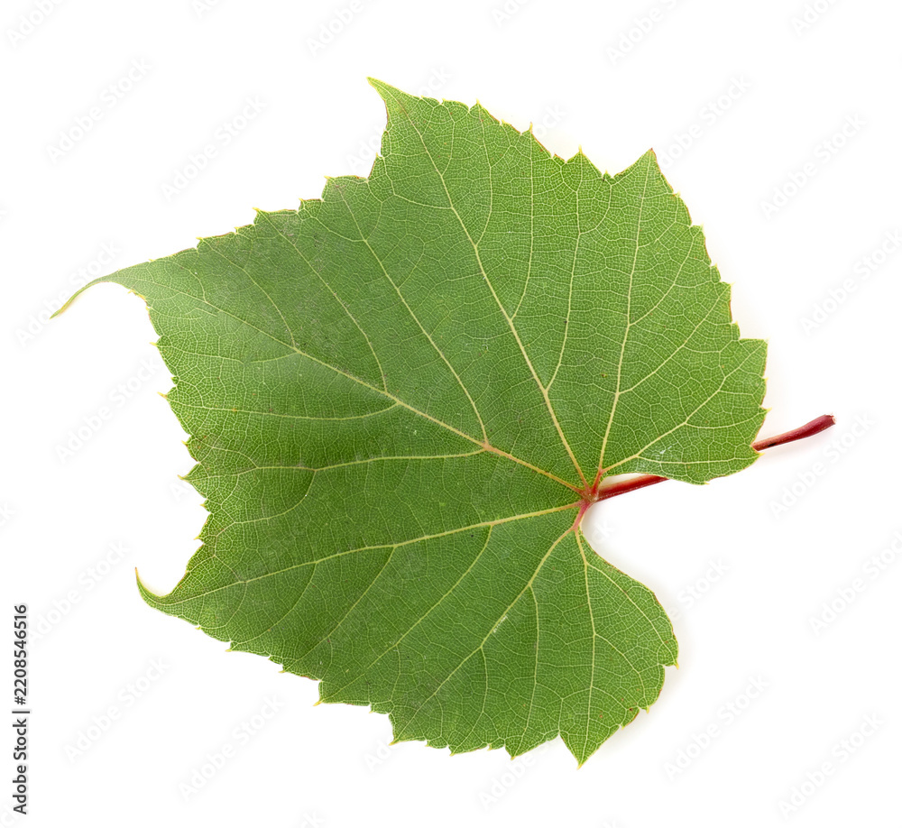 Obraz premium Fresh green grape leaf isolated on white, top view