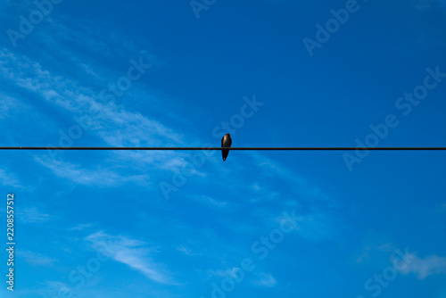 Bird perched on wire against blue sky
