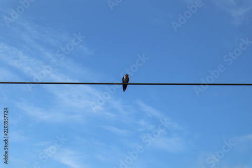 Bird perched on wire against blue sky
