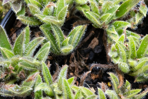 Macro top-down view vibrant Crassula setulosa succulent leaves. 