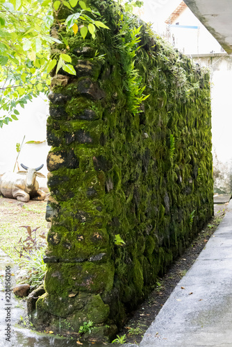 A vibrant, moss-covered stone wall stands tall, teeming with lush green foliage and small ferns. 