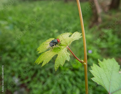 A housefly or blowfly with distinct red compound eyes resting on a light green serrated leaf