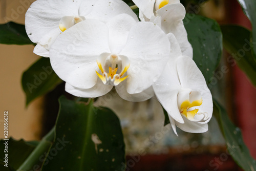 Close-up of white Phalaenopsis aphrodite orchids, adorned with fresh water droplets. 