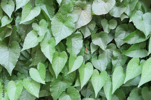 Dense Green Foliage with Heart Shaped Leaves