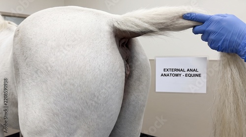 Veterinary Medical Study of Equine External Anal Anatomy in a White Horse