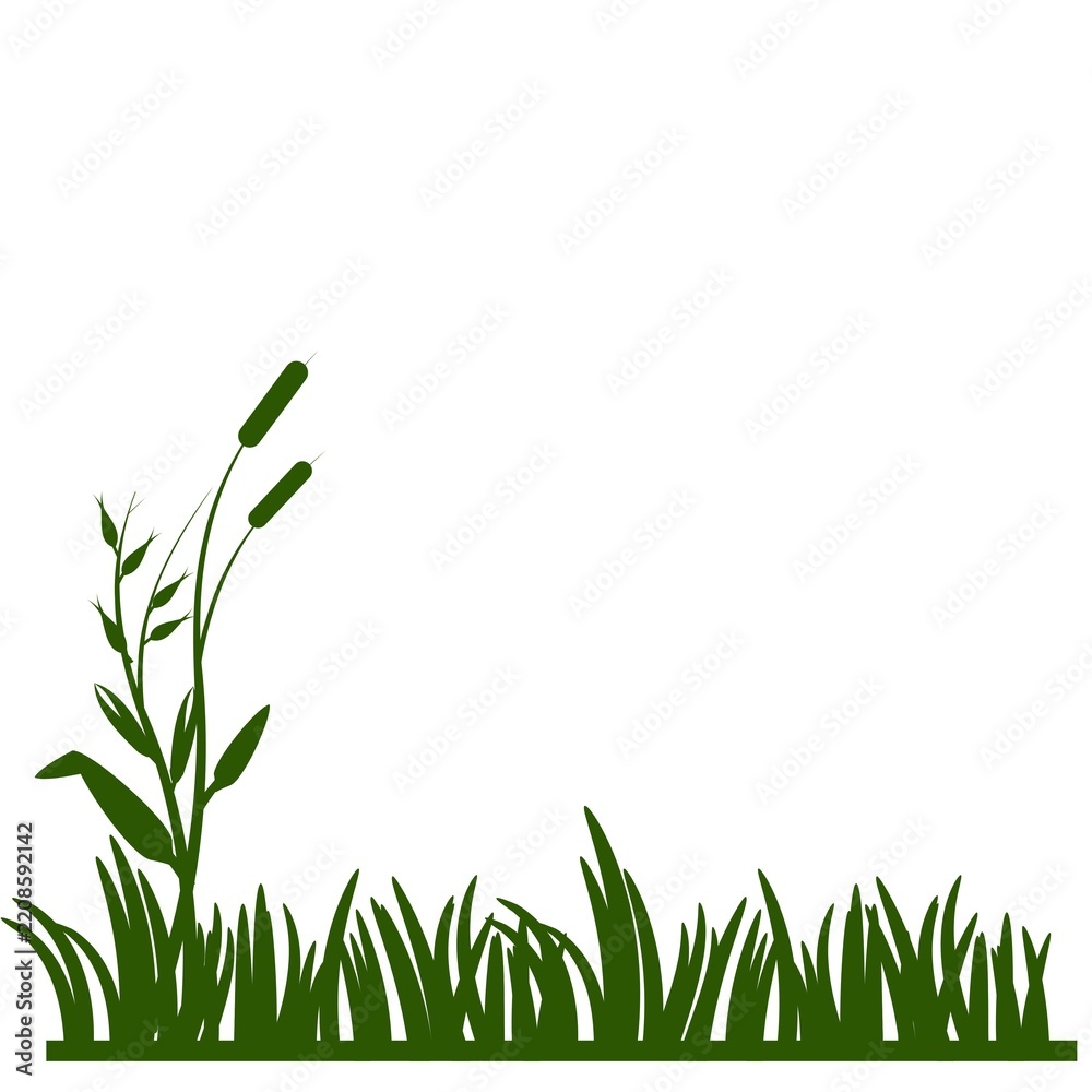 Fototapeta premium Green Grass Silhouette Border With Cattail Reeds On White.