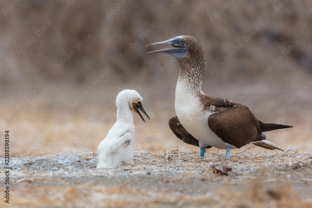 Fototapeta premium An adult blue-footed booby with its cute fluffy white chick in a ground nest on Isla de la Plata, Ecuador, showcasing unique wildlife and parental care in its natural habitat.