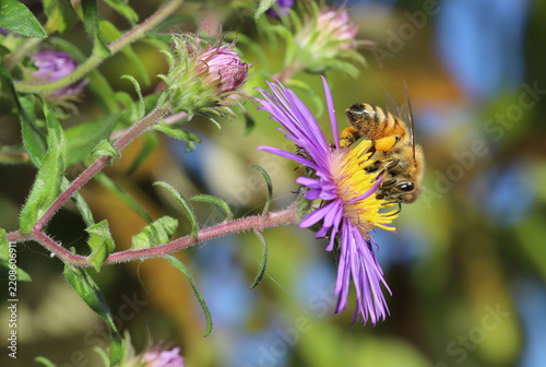 Honeybee with a clump of pollen on its hind legs visits a New England Aster flower (Symphyotrichum novae-angliae) in late September. 