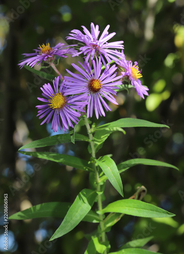 Beautiful New England Aster (Symphyotrichum novae-angliae) flowers atop a stem with green leaves. These distinct wildflowers have beautiful purple petals and yellow centers. 