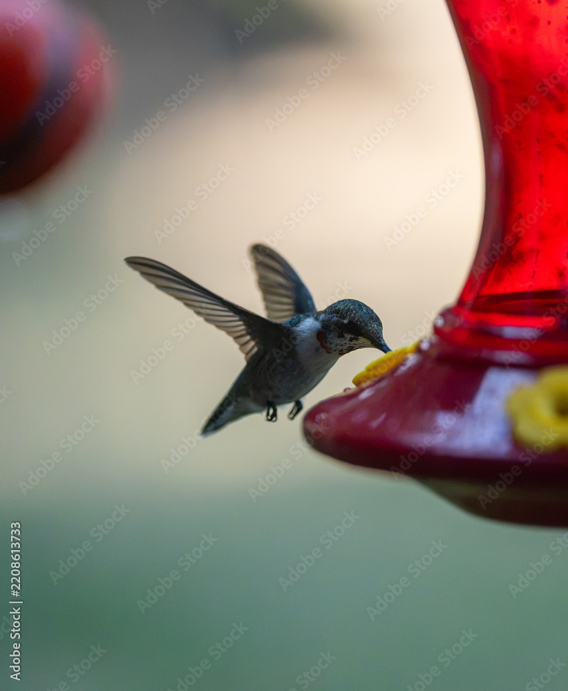 Fototapeta premium Ruby-Throated Hummingbird