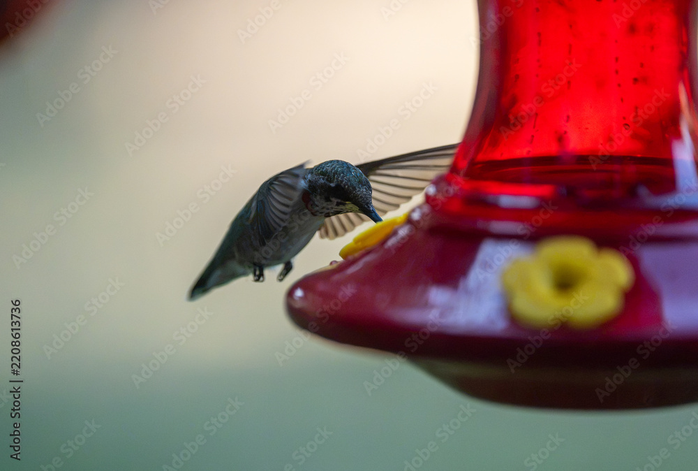 Fototapeta premium Ruby-Throated Hummingbird