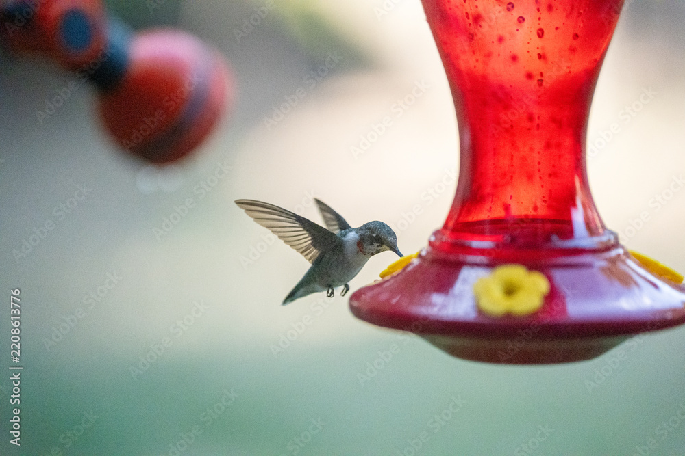 Fototapeta premium Ruby-Throated Hummingbird