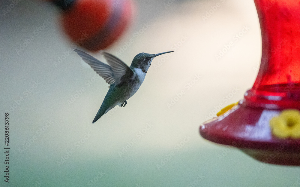 Fototapeta premium Ruby-Throated Hummingbird