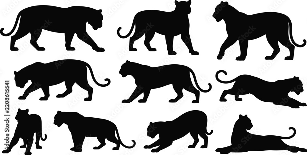 Obraz premium Vector set of wild cat silhouettes, featuring panther, tiger, and leopard poses, isolated on white, ideal for powerful mascot, logo, and wildlife graphics.