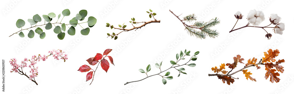 Fototapeta premium PNG Botanical elements for creative designs on transparent background