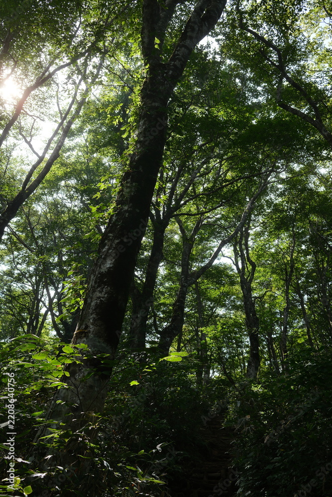 Fototapeta premium Sunlight filtering through a lush beech forest (Buna) on Mt. Arashima, Fukui, Japan (荒島岳 ぶなの森 木漏れ日 森林浴)