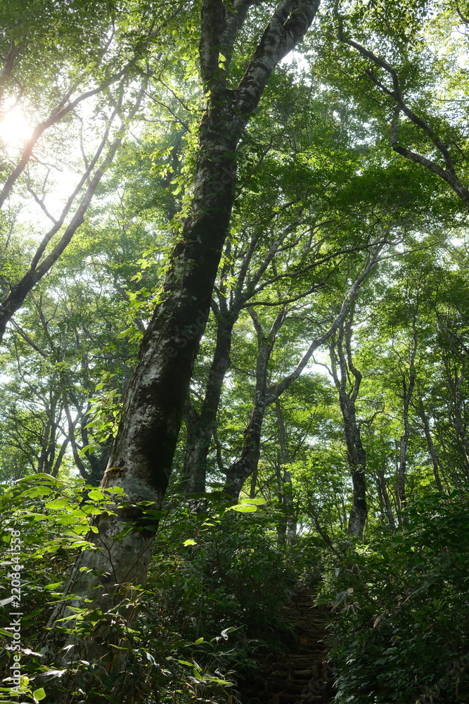 Fototapeta premium Beautiful hiking trail through the ancient beech forest of Arashimadake, one of the 100 Famous Japanese Mountains (荒島岳 日本百名山 ブナの原生林 登山道)