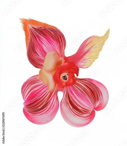 pink orchid isolated on white