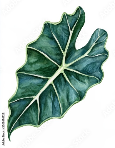 green leaf isolated on white