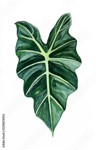 green leaf isolated on white