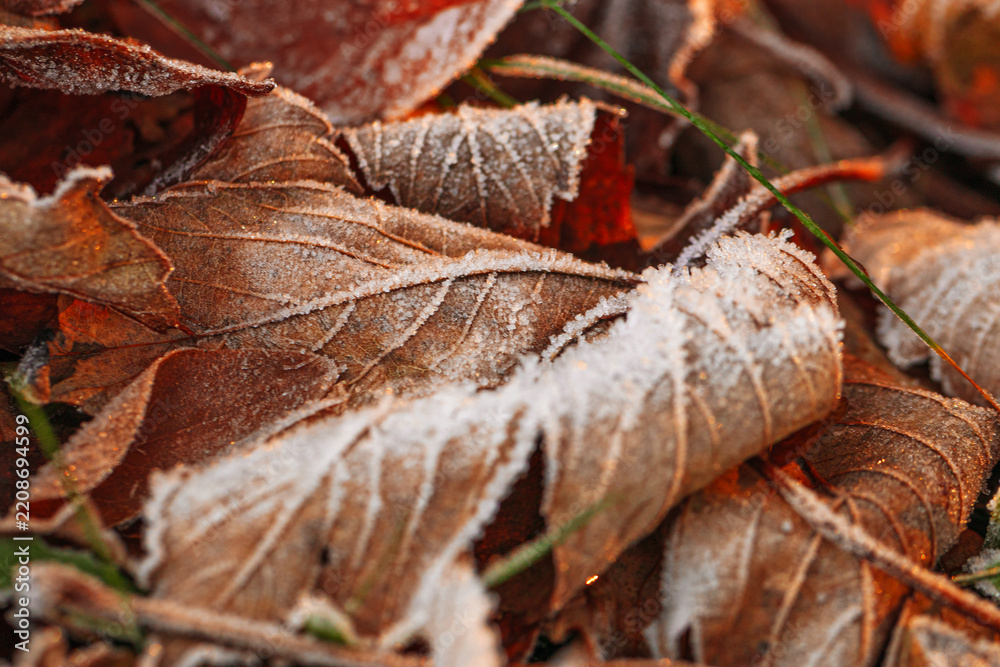Obraz premium Frost covered autumn red brown fallen leaf on grass, closeup white ice crystals winter texture, frosty nature aesthetic, natural scenery in cold autumn season, crisp cold atmosphere with earthy tones.