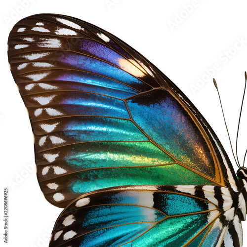 butterfly on a branch