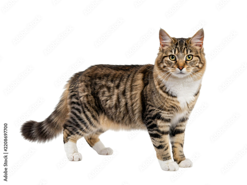 Fototapeta premium Tabby cat standing sideways against black isolated on transparent background
