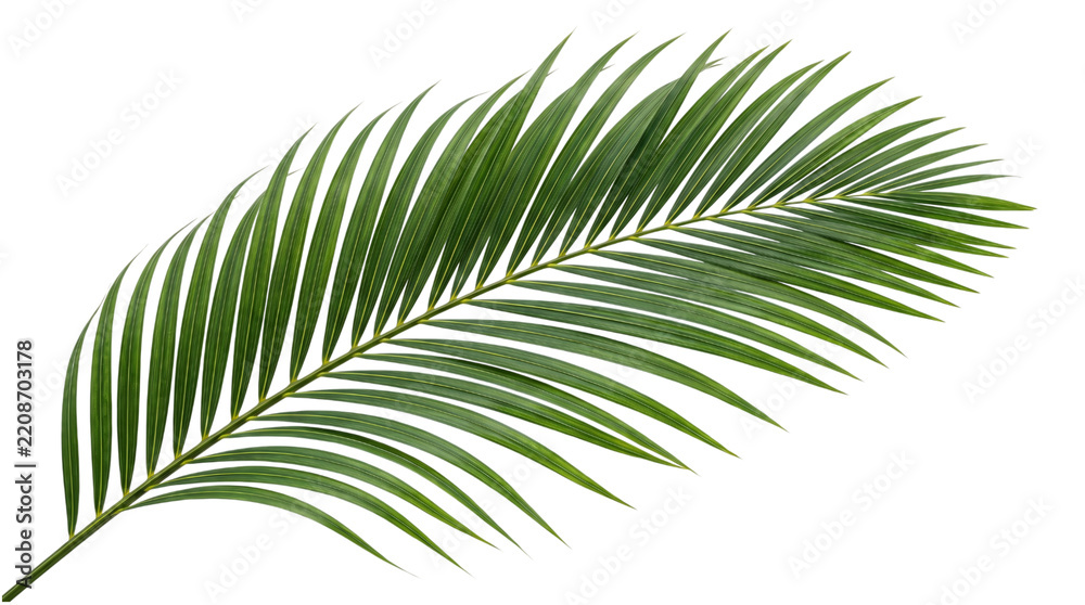 Obraz premium Single green palm frond leaf with serrated isolated on transparent background