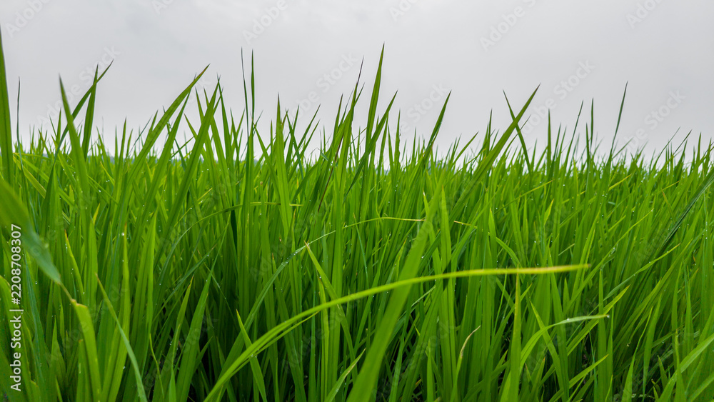 Fototapeta premium Low-angle View of Lush Green Rice Field