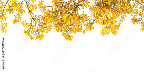 Yellow autumn tree branches framing top border isolated on transparent background