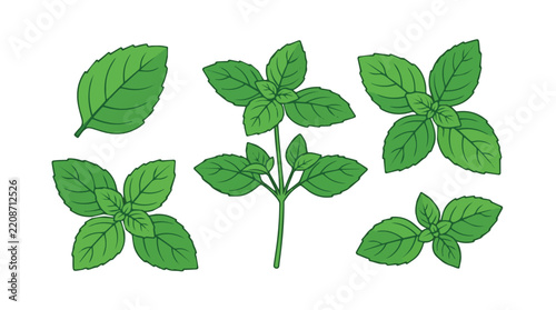 Assorted Fresh Mint Leaves Collection for Culinary and Herbal Use