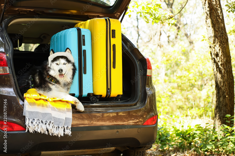Obraz premium Pet travel and summer vacation, husky dog sitting in car trunk with suitcases ready for road trip adventure in nature with family holiday luggage