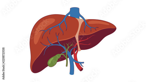 human heart anatomy model Vector_illustration_of_human_liver