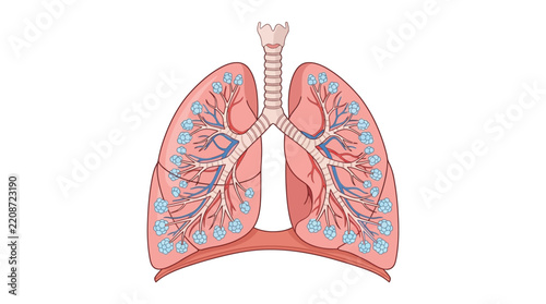 Vector_illustration_of_human_lungs_