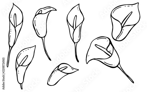 Set of hand drawn calla lily flowers in black and white sketch style.
