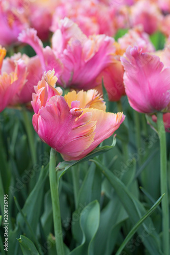 pink tulips in garden