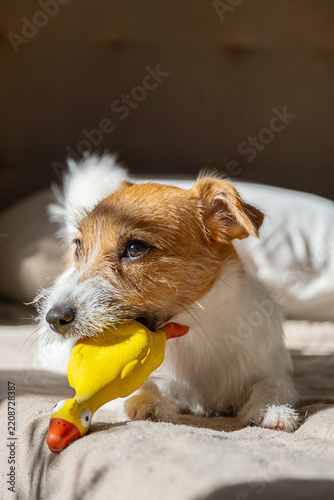 Small terrier dog holding yellow duck toy on soft blanket.