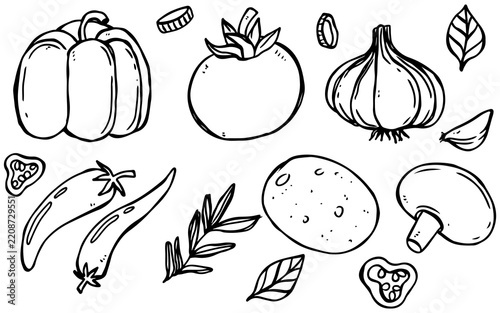 Hand drawn doodle set of various fresh vegetables and herbs for cooking.