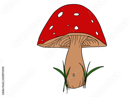 Obraz na płótnie fly agaric mushroom
