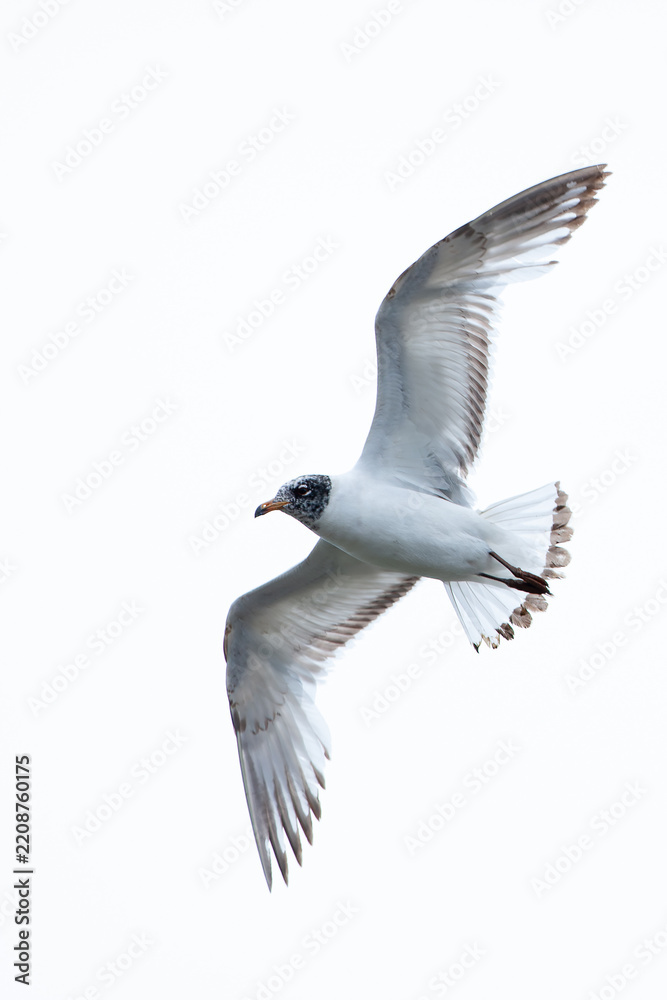 Obraz premium second calendar year or immature mediterranean gull (ichthyaetus melanocephalus) in flight from below, found in Lower Saxony in Germany