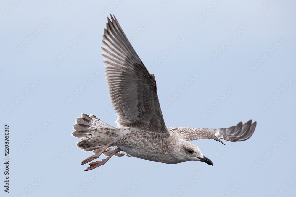 Obraz premium juvenile or first calendar year european herring gull (larus argentatus) in flight from side, found offshore in the German Baltic Sea